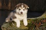 ALASKAN MALAMUTE 564